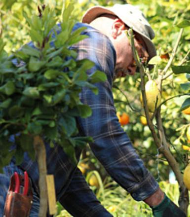 CONSERVATION PROLONGE