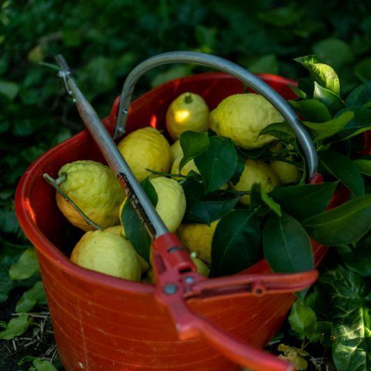 Des idées originales pour savourer les agrumes bio Maison Gannac