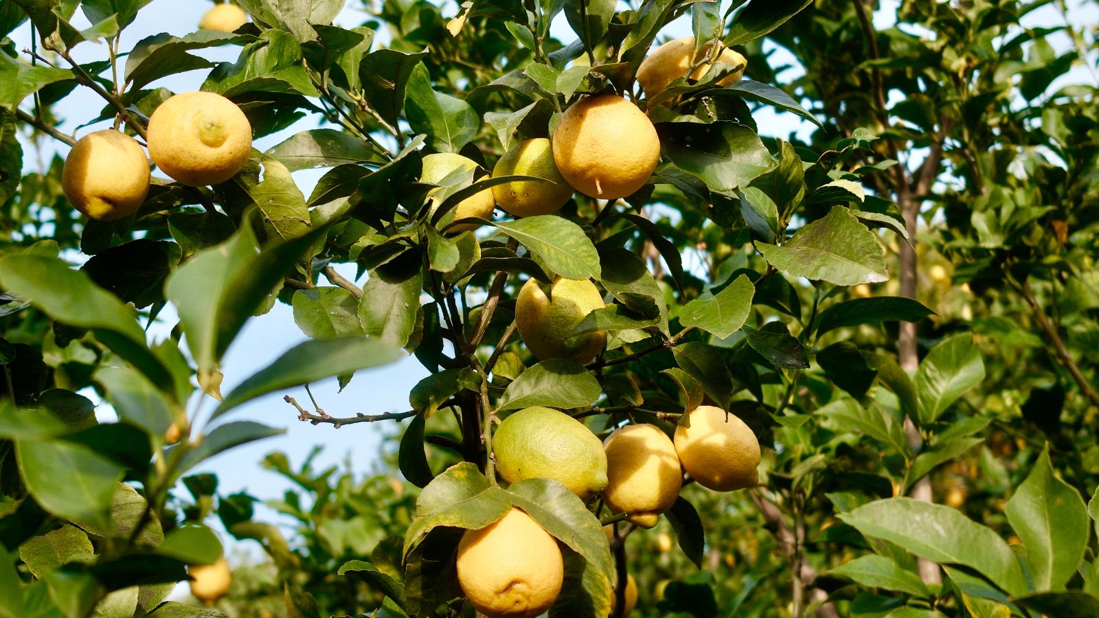 Citron de Menton SRA 625 : l'histoire de la variété qui a sauvé un terroir