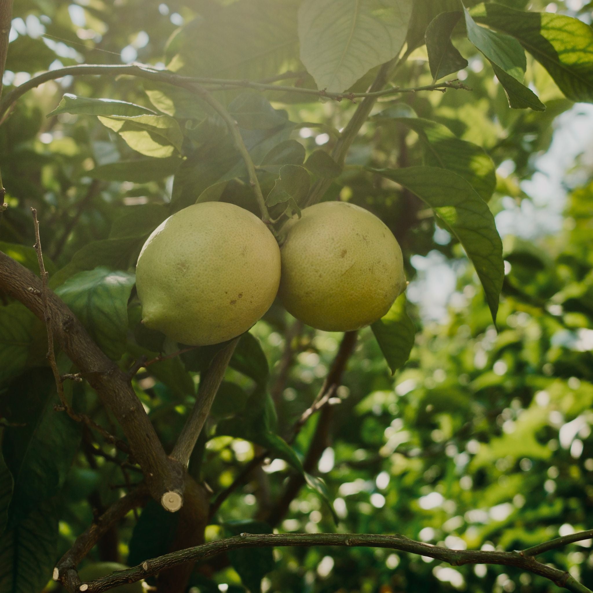 Recette sorbet Citron de Menton et basilic