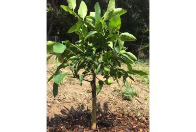 Crowfunding 1 an et demi après