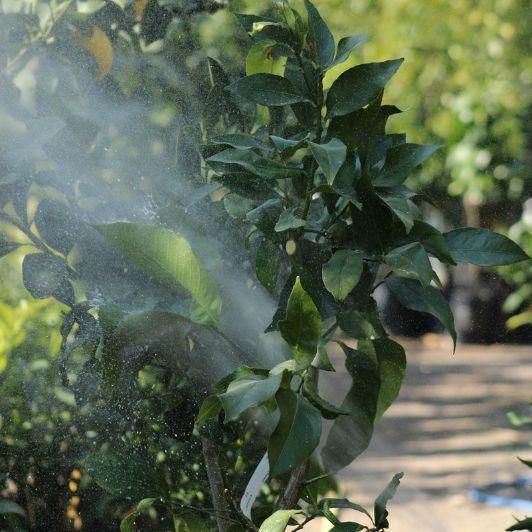 Domaine Gannac : visites guidées et pépinière d'agrumes à Menton