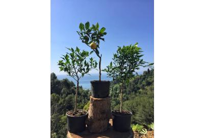 Formation sur la culture des agrumes en pots au Domaine Gannac
