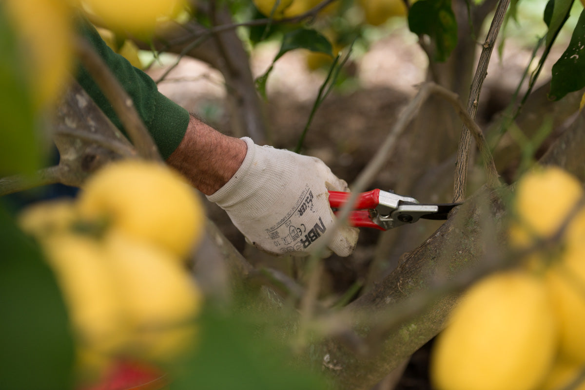 La culture des agrumes en pot et en pleine terre