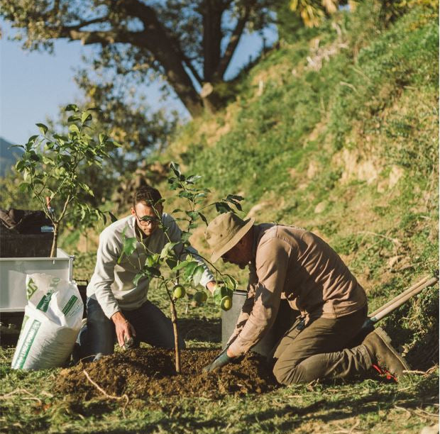 La fertilisation des agrumes