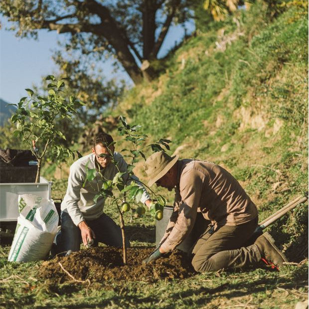 La fertilisation des agrumes