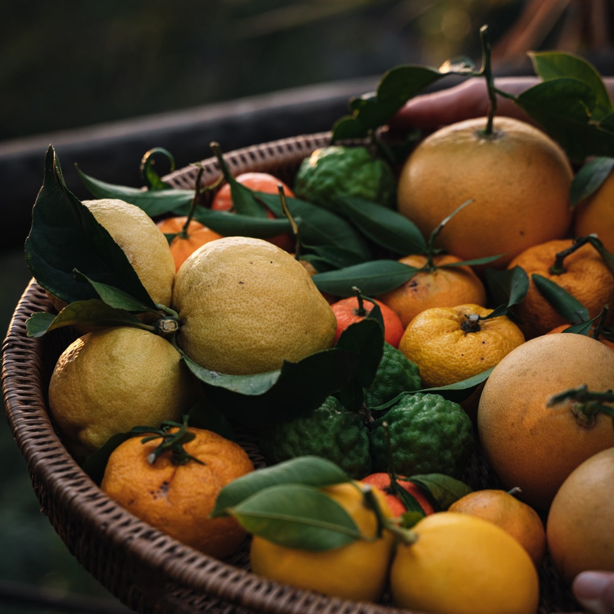 Le calendrier des récoltes de nos agrumes BIO Maison Gannac