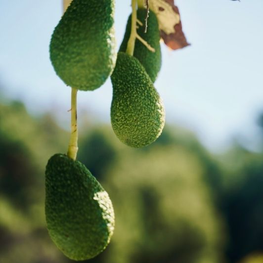 Maison Gannac, producteur d’avocats à Menton