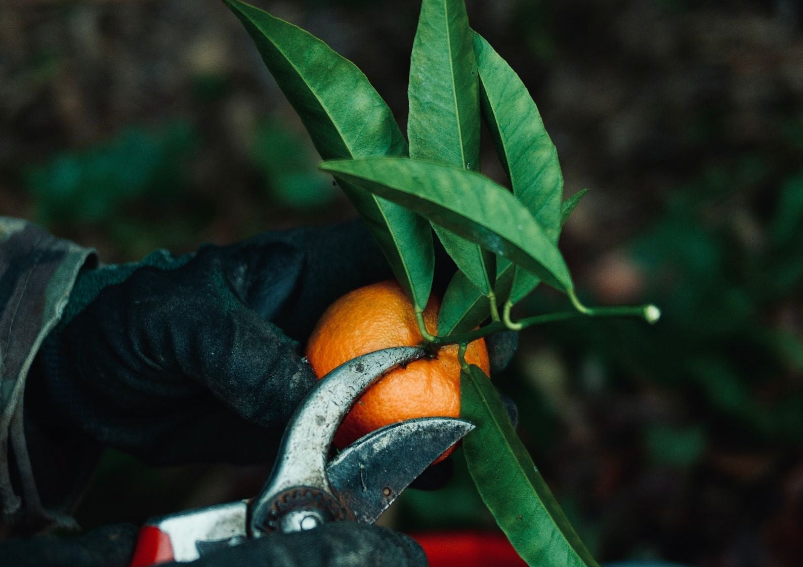 Pourquoi Maison Gannac retire la feuille sur ses fruits ?