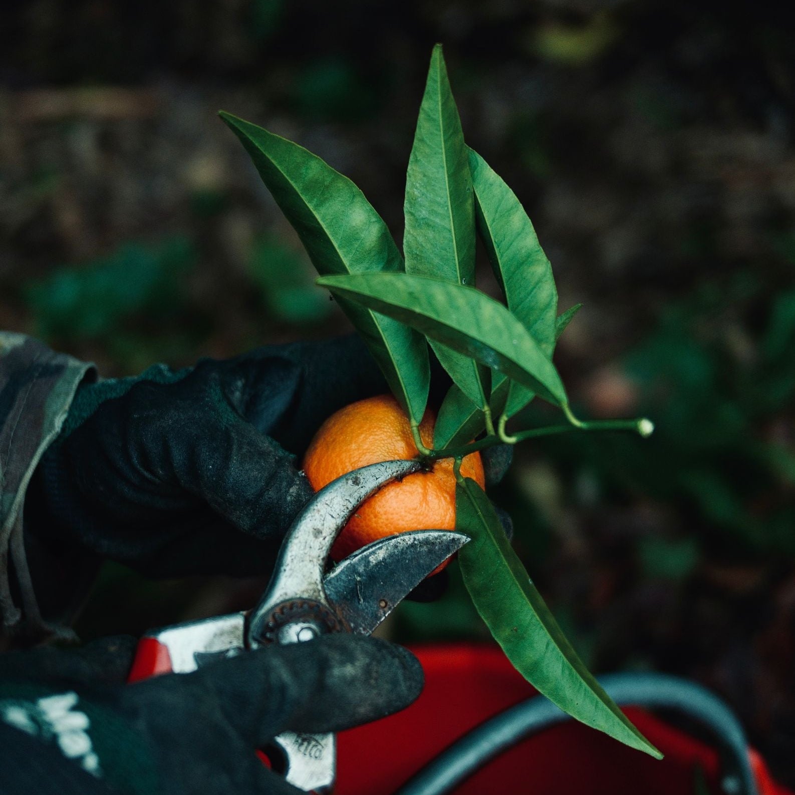 Pourquoi Maison Gannac retire la feuille sur ses fruits ?