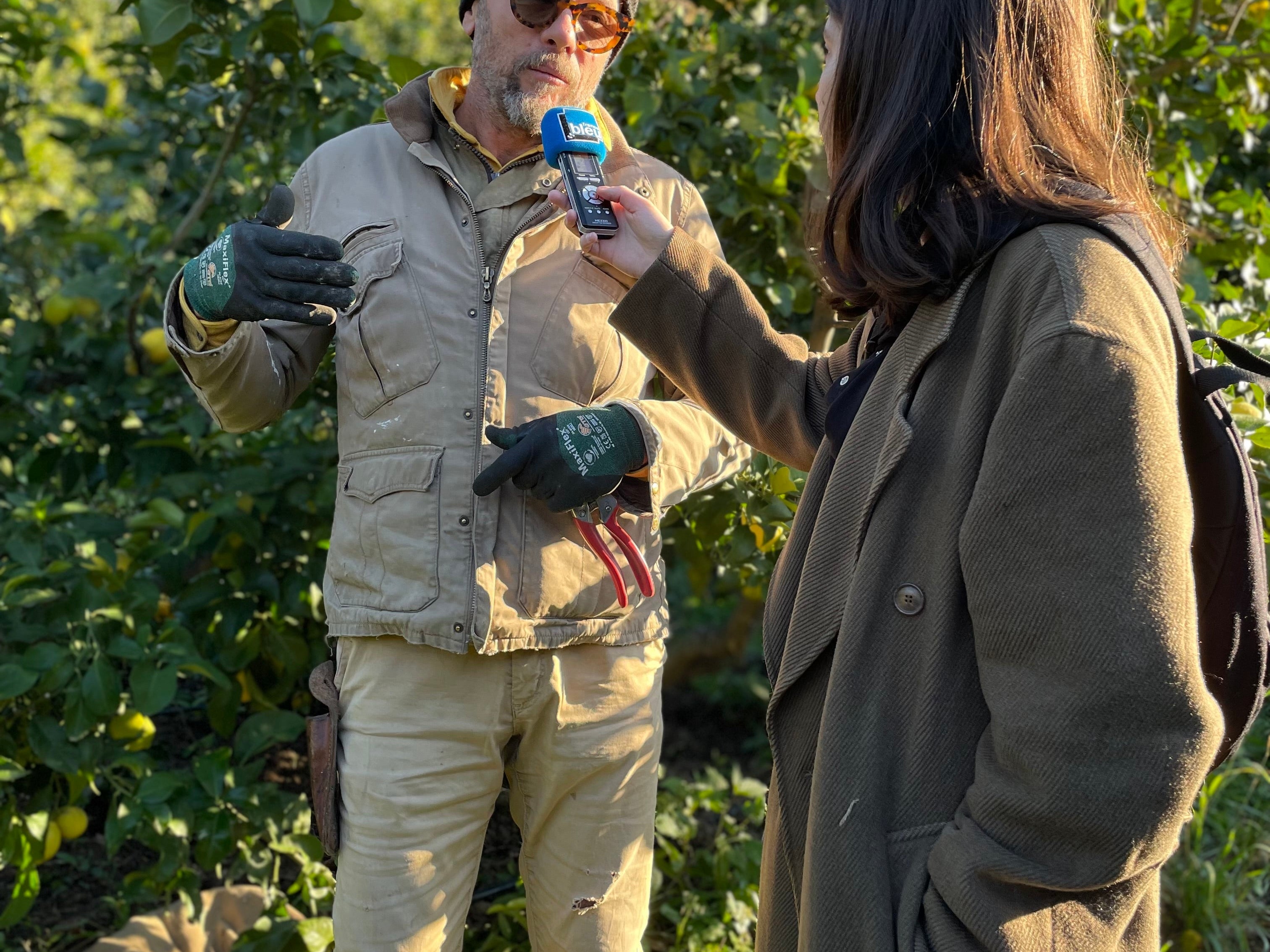 C'est la saison du Citron de Menton IGP !