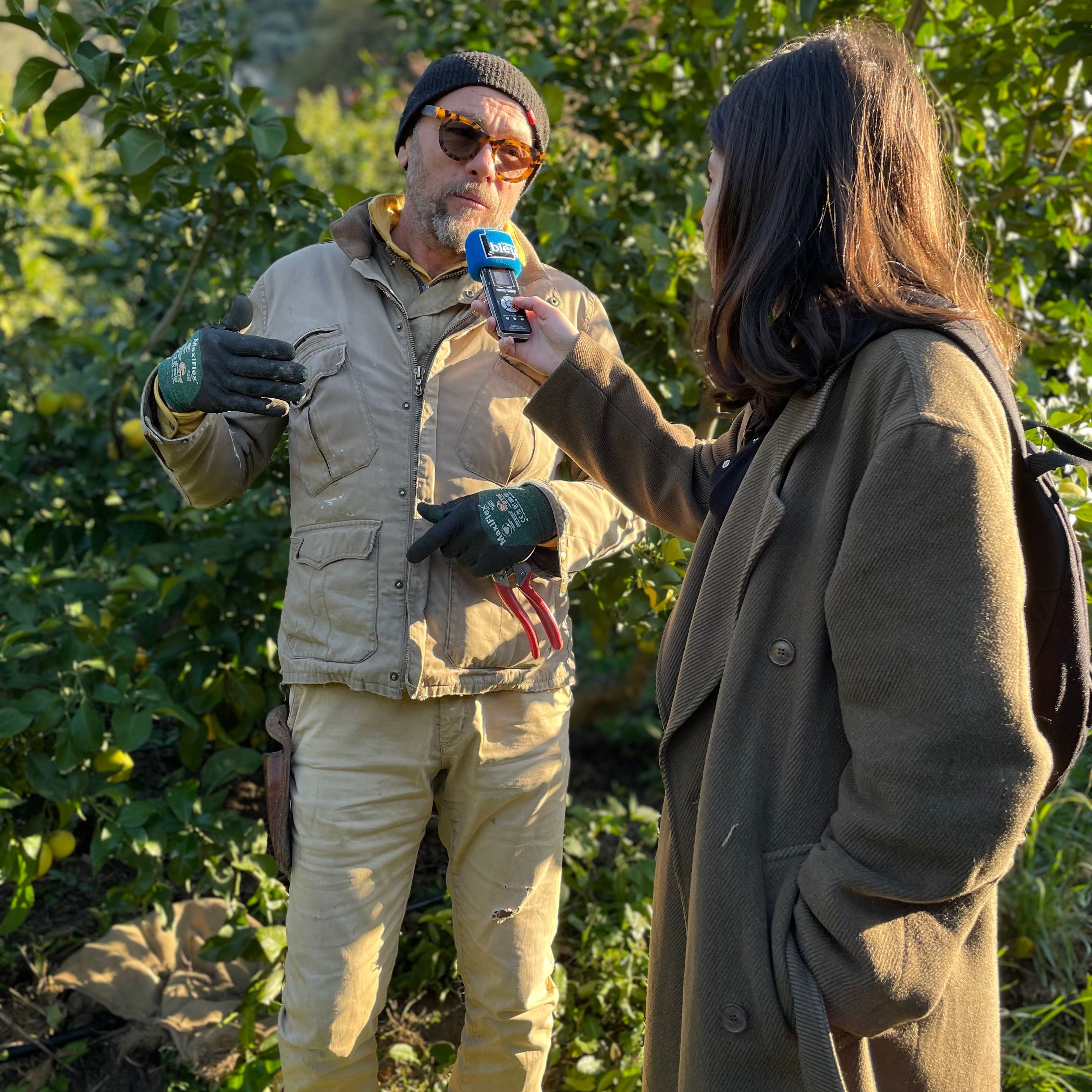 C'est la saison du Citron de Menton IGP !