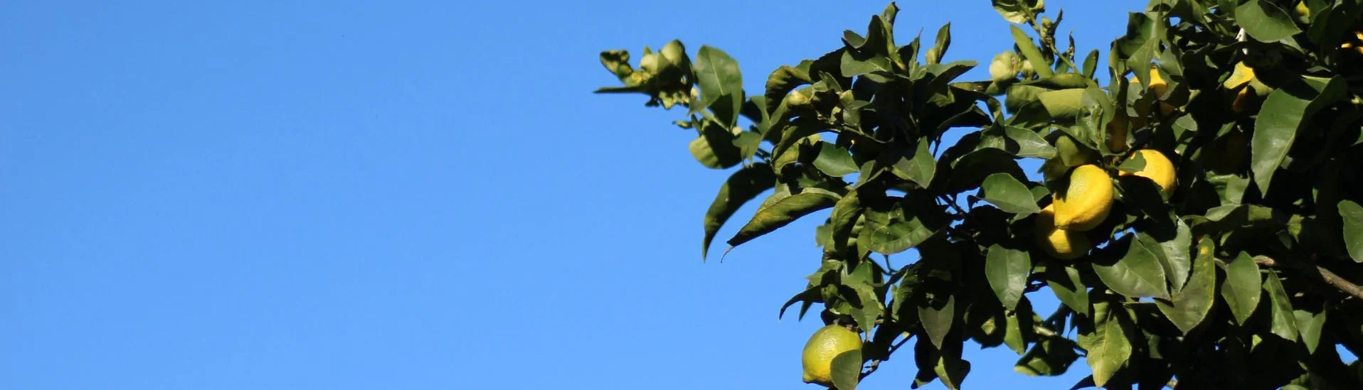 Citron de Menton IGP