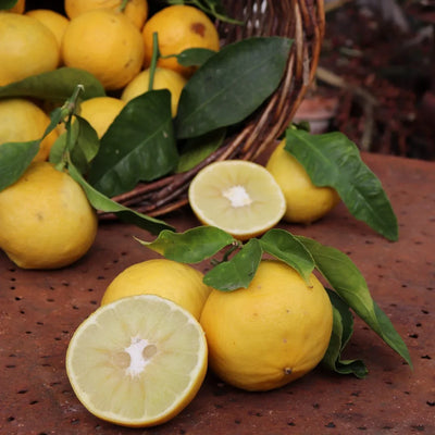 Bergamote BIO