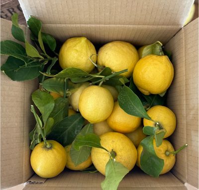 Citrons bio de nos vergers mentonnais 4,5kg