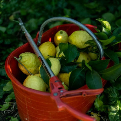 Citrons bio de nos vergers mentonnais 9kg