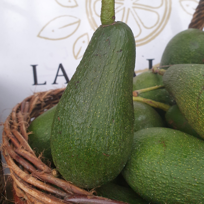 Avocat BIO (origine : Menton)