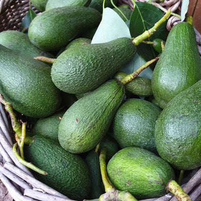 Avocat BIO (origine : Menton)