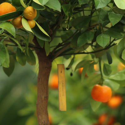 Calamondin