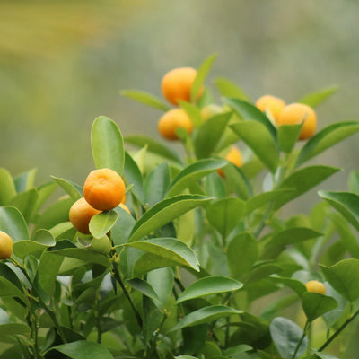 Calamondin
