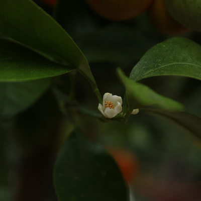 Calamondin 7/9 Litres