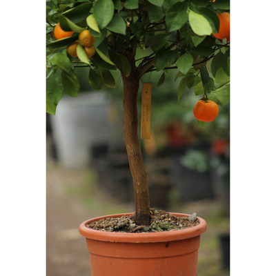 Calamondin 4/5 Litres