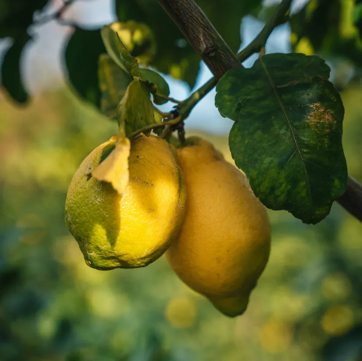 Citron BIO de nos vergers (origine : MENTON)