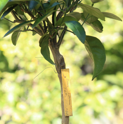 Mandarinier Satsuma 