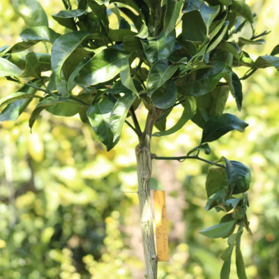 Mandarinier Satsuma 