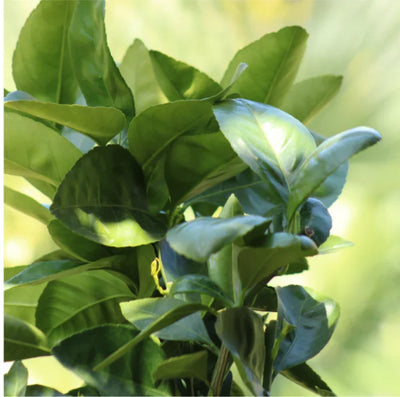 Mandarinier Satsuma 