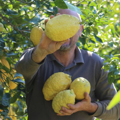 Cédrat BIO (CORSE)