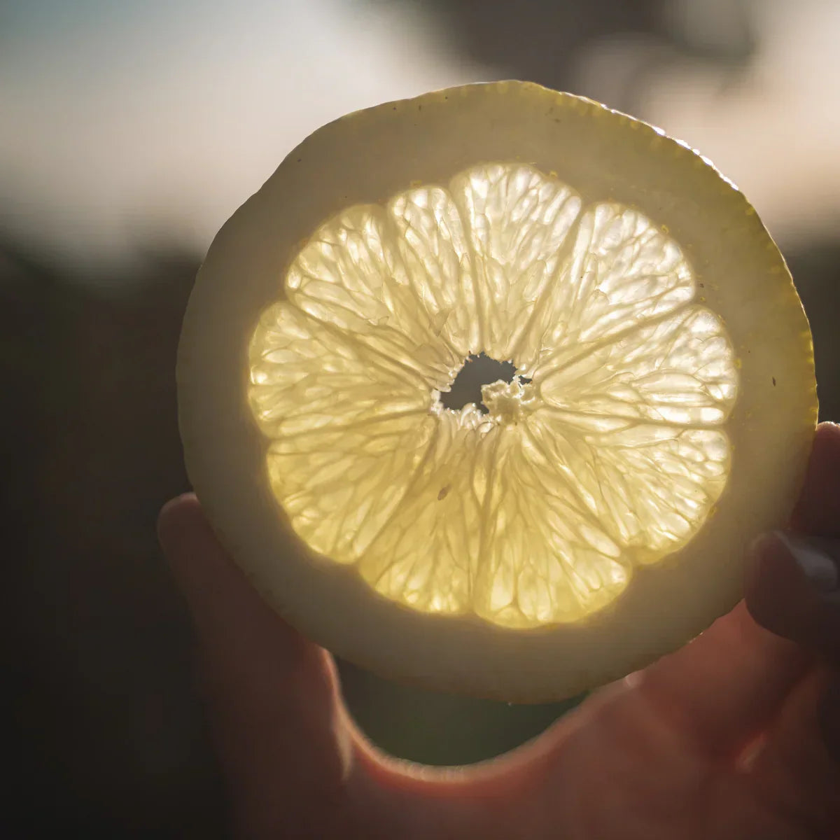 Citron de Menton IGP BIO