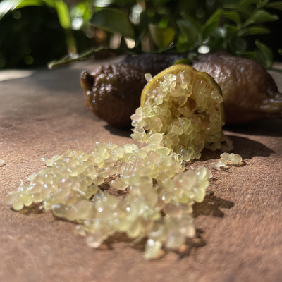 Citron caviar bio - Microcitrus australasica