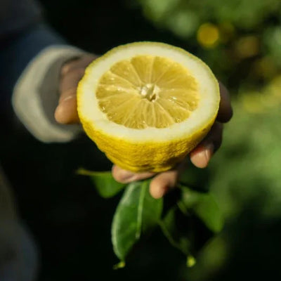 Citron BIO de nos vergers (origine : MENTON)