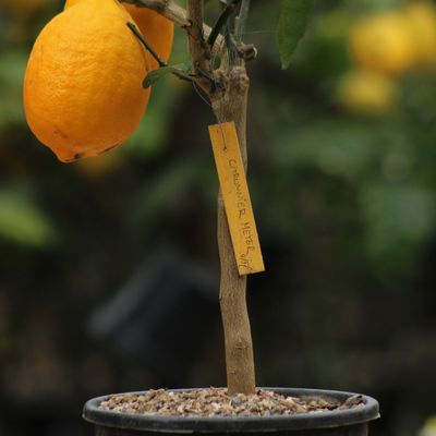 Citronnier 