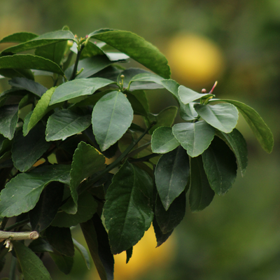 Citronnier 