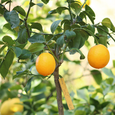Citronnier 