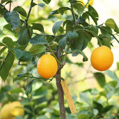 Citronnier (Meyer)