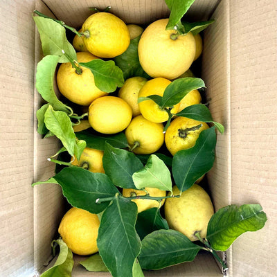 Citron de Menton IGP 8 kg