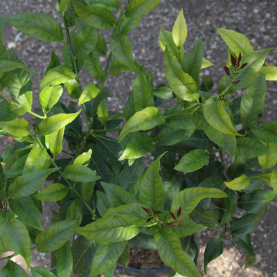 Citronnier 4 saisons 