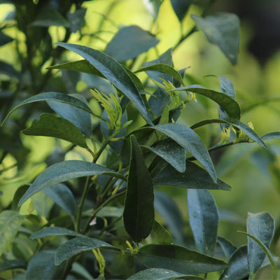 Clémentinier - variété 