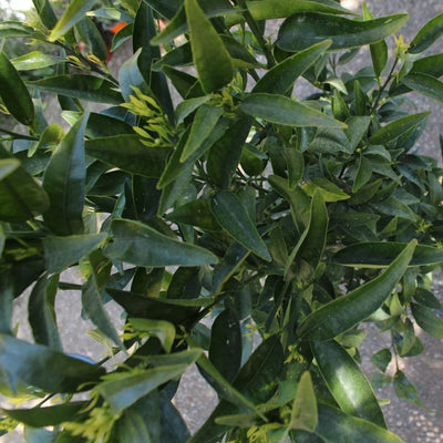 Clémentinier - variété 