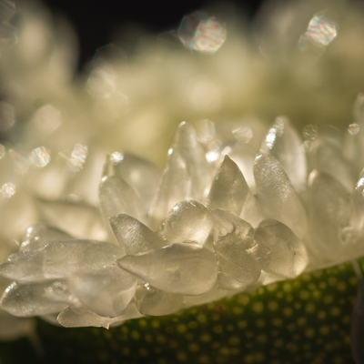 Citron caviar bio - Faustrime