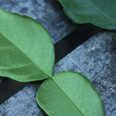 Feuilles de combava BIO (x10)