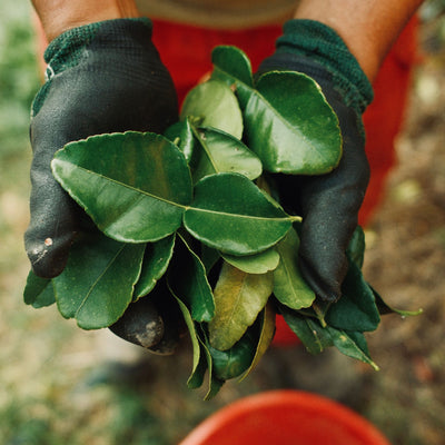 Feuilles de combava BIO (x10)