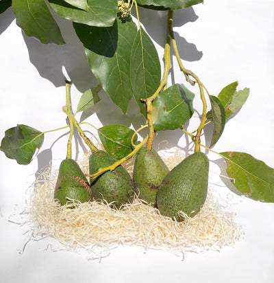 Les Avocats BIO de Menton