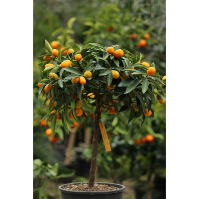 Kumquat 