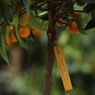 Kumquat (fruits longs)