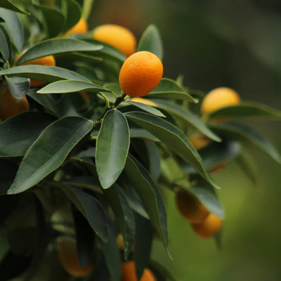 Kumquat (fruits longs)