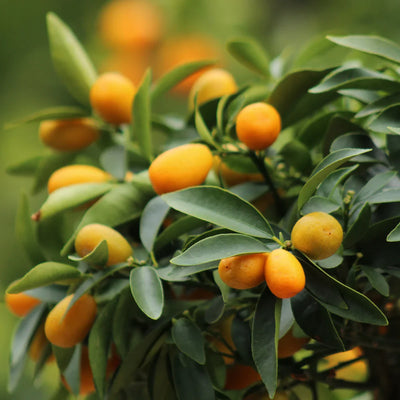 Kumquat (fruits longs)